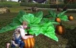 fall_festival_pumpkins